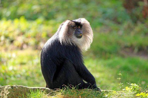 Lion-tailed Macaque or Wanderoo (Macaca silenus)