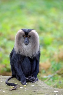 Lion-tailed Macaque or Wanderoo (Macaca silenus)