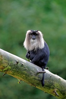 Lion-tailed Macaque or Wanderoo (Macaca silenus)