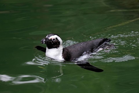 African Penguin