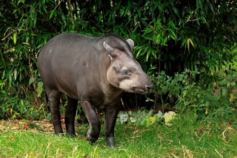 South American Tapir (Tapirus terrestris) adult
