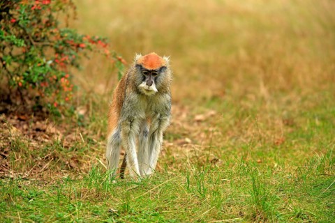 Patas Monkey