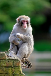Japanese Macaque or Snow Monkey (Macaca fuscata)