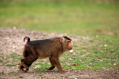 Southern Pig-tailed Macaque (Macaca nemestrina)