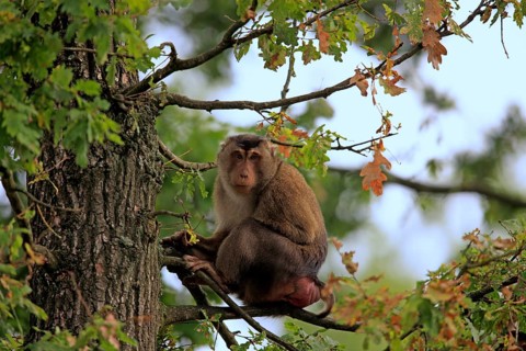 Southern Pig-tailed Macaque (Macaca nemestrina)