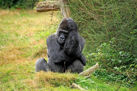 Western Lowland Gorilla (Gorilla gorilla gorilla)