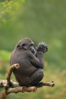 Western Lowland Gorilla (Gorilla gorilla gorilla)