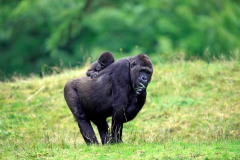 Western Lowland Gorilla (Gorilla gorilla gorilla)