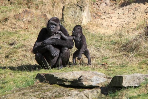 Western Lowland Gorilla (Gorilla gorilla gorilla)
