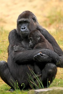 Western Lowland Gorilla (Gorilla gorilla gorilla)