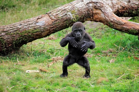 Western Lowland Gorilla (Gorilla gorilla gorilla)