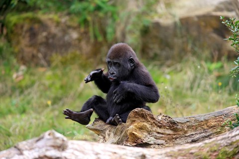 Western Lowland Gorilla (Gorilla gorilla gorilla)