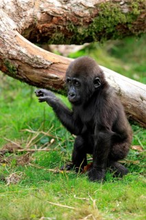 Western Lowland Gorilla (Gorilla gorilla gorilla)