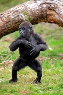 Western Lowland Gorilla (Gorilla gorilla gorilla)