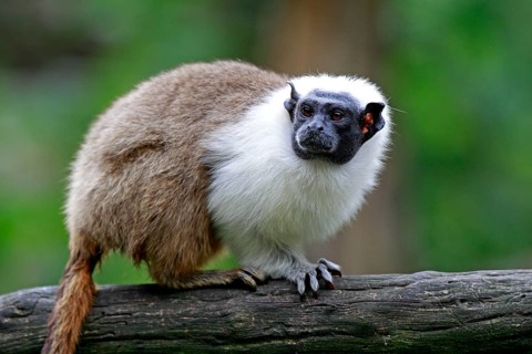 Pied Tamarin (Saguinus bicolor)