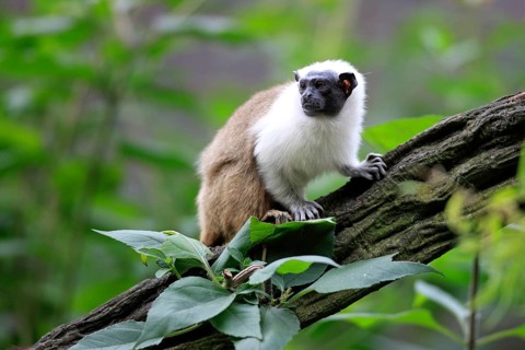 Pied Tamarin (Saguinus bicolor)