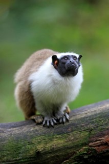 Pied Tamarin (Saguinus bicolor)
