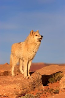Wolf (Canis lupus)