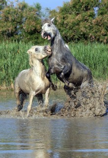 Camargue horses (Equus ferus caballus)