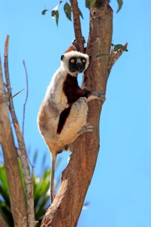 Coquerel's Sifaka (Propithecus coquereli)