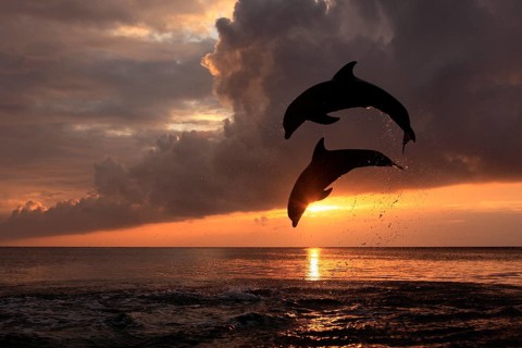 Bottlenose Dolphin (Tursiops truncatus)