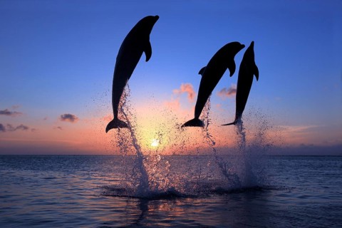 Bottlenose Dolphin (Tursiops truncatus)