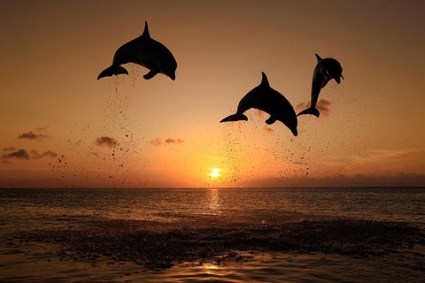 Bottlenose Dolphin (Tursiops truncatus)