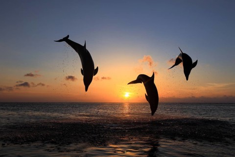 Bottlenose Dolphin (Tursiops truncatus)