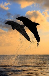 Bottlenose Dolphin (Tursiops truncatus)