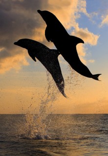 Bottlenose Dolphin (Tursiops truncatus)