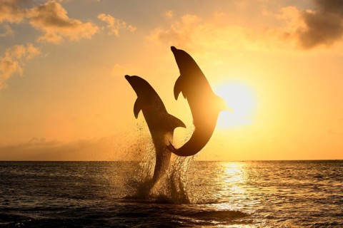 Bottlenose Dolphin (Tursiops truncatus)