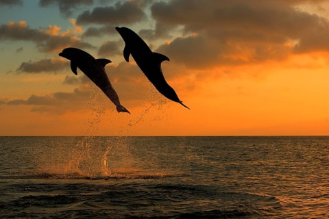 Bottlenose Dolphin (Tursiops truncatus)