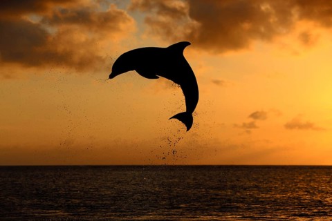 Bottlenose Dolphin (Tursiops truncatus)