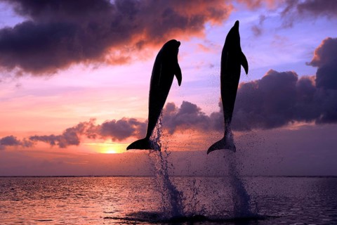 Bottlenose Dolphin (Tursiops truncatus)