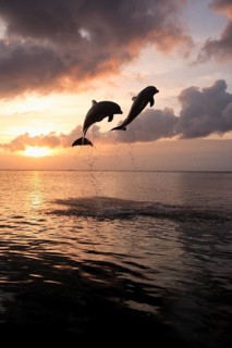Bottlenose Dolphin (Tursiops truncatus)