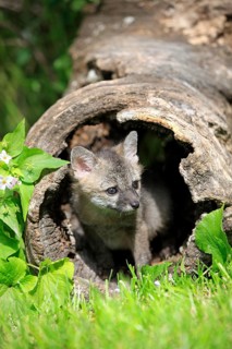 Gray Fox (Urocyon cinereoargenteus)