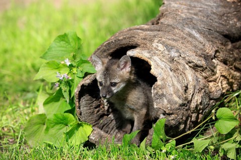 Gray Fox (Urocyon cinereoargenteus)