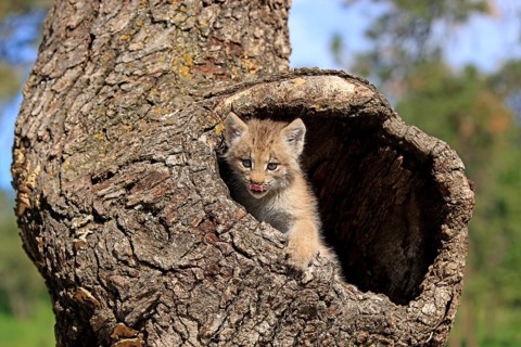 Canada Lynx (Lynx canadensis)