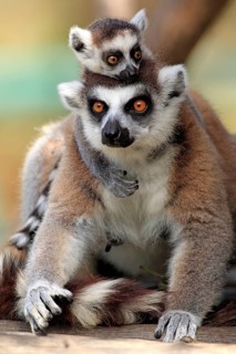 Ring-tailed Lemurs (Lemur catta)