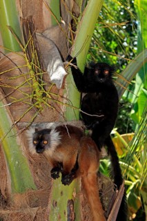 Black Lemurs (Eulemur macaco)