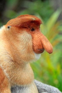 Proboscis Monkey (Nasalis larvatus)