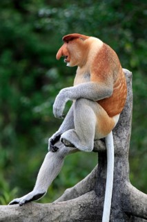 Proboscis Monkey (Nasalis larvatus)