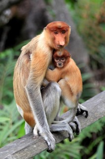 Proboscis Monkey (Nasalis larvatus)