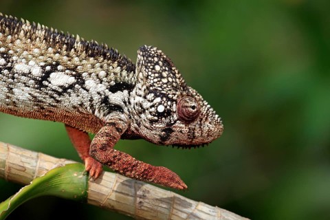 Oustalet's or Malagasy Giant Chameleon (Furcifer oustaleti)