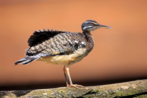 Sunbittern (Eurypyga helias) occurrence in South America