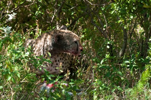 Cheetah (Acinonyx jubatus)