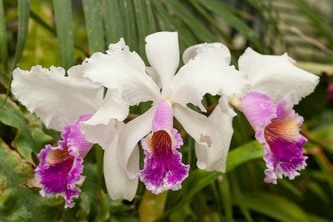 Cattleya Orchid (Cattleya)