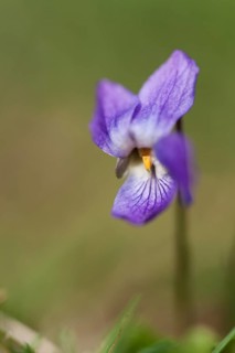 Sweet Violet or English Violet (Viola odorata)