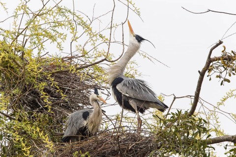 Grey Heron (Ardea cinerea)