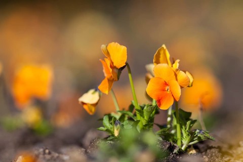 Garden Pansy (Viola wittrockiana)